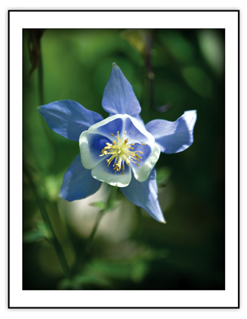 Colorado Columbine