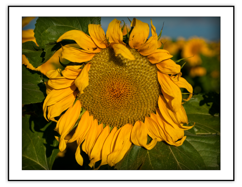 Botanicals II Series - shown: Keensburg Sunshine