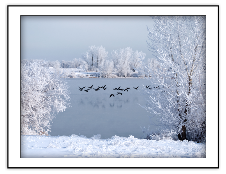 Frozen Geese from the Seasonal - Winter Note Card set