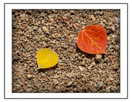 Aspen Leaves from the Fall Collection