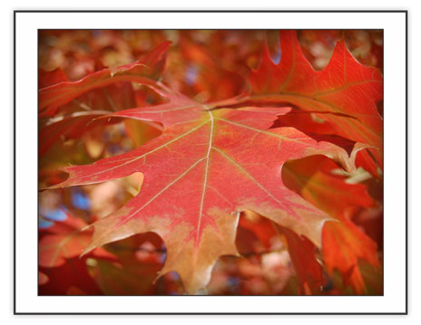Blazing Oak from the Seasonal - Fall Note Card set