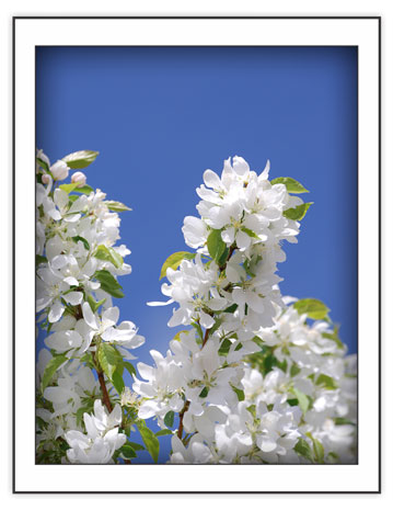 Awesome Blossom - from the Seasonal - Spring Note Card Set