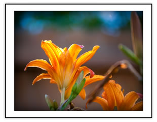 Botanical Note Cards Sets