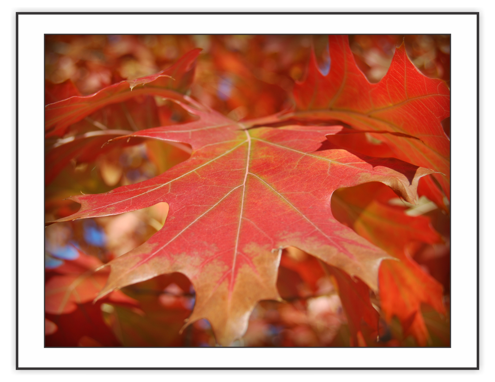 It's the colors that make Autumn in Colorado so majestic