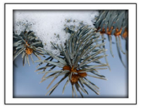 Winter - Snowy Branch