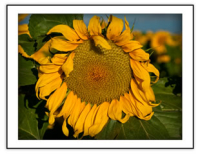 Botanicals II Keensburg Sunshine