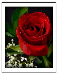 A Rose By Any Other Name